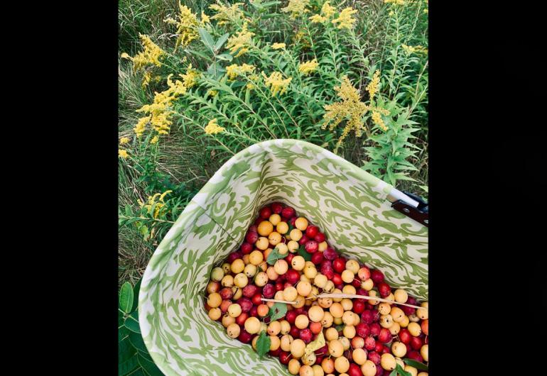 photo of a basket of wild plums on the ground next to wild flowers
