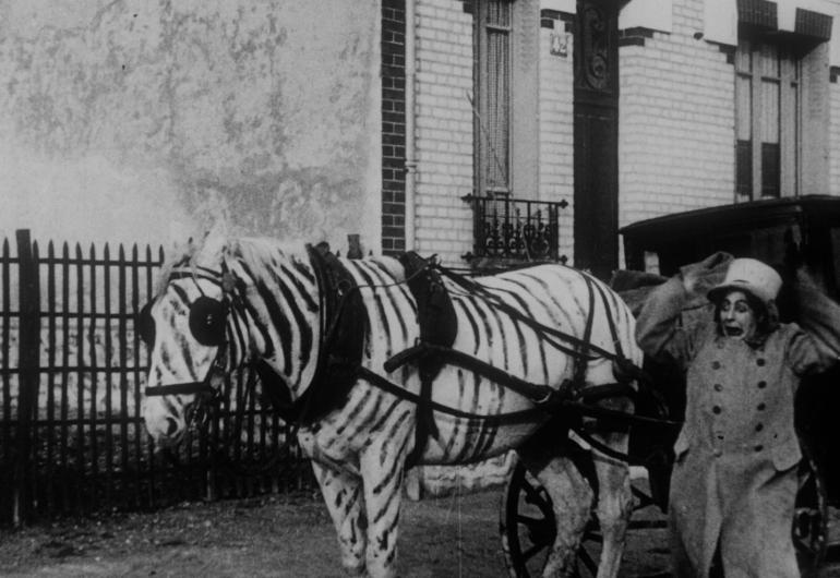 white horse with black stripes painted is hitched to a buggy, a woman with an exaggerated look of surprise on her face stands near