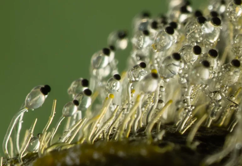 top hat fungus