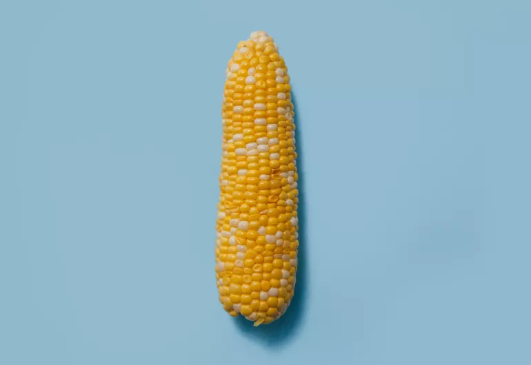 ear of corn on a blue background