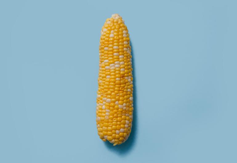 ear of corn on a blue background