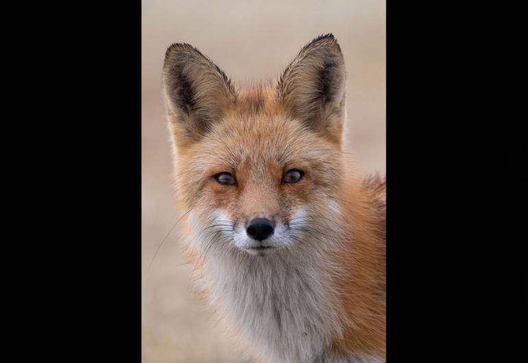 photo of a fox gazing at the viewer