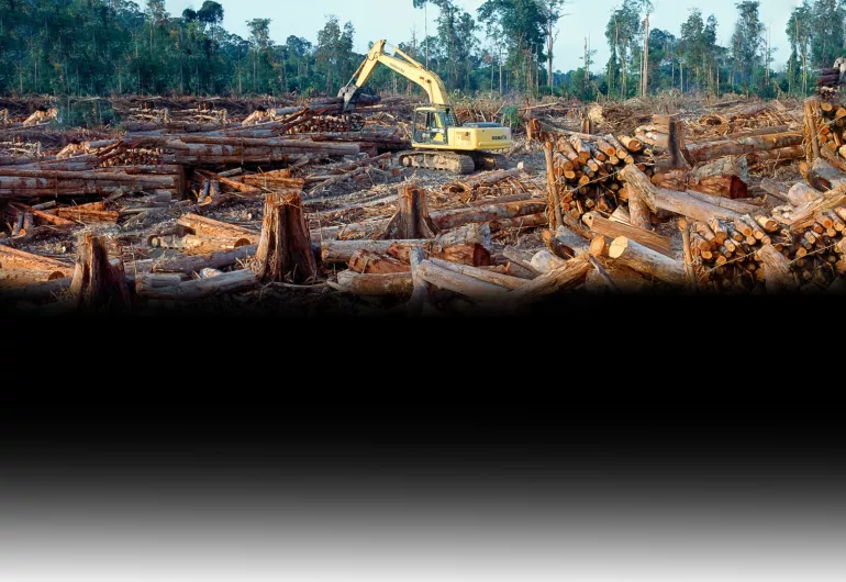 A backhoe works moving logs in an area of many fallen trees