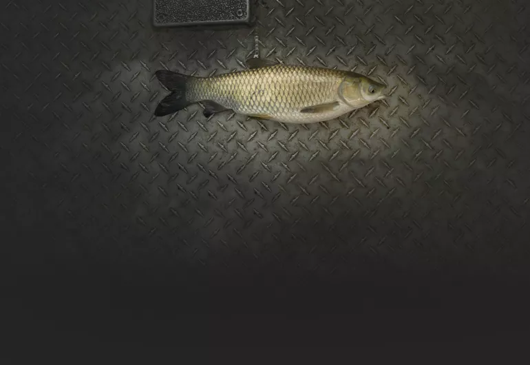 The Irony of Carp