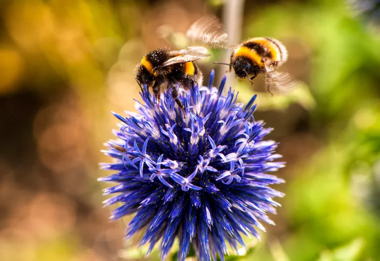 Plight of the Bumblebee