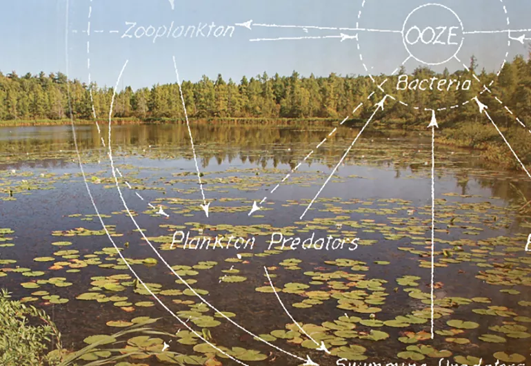 Improvising Ecosystems
