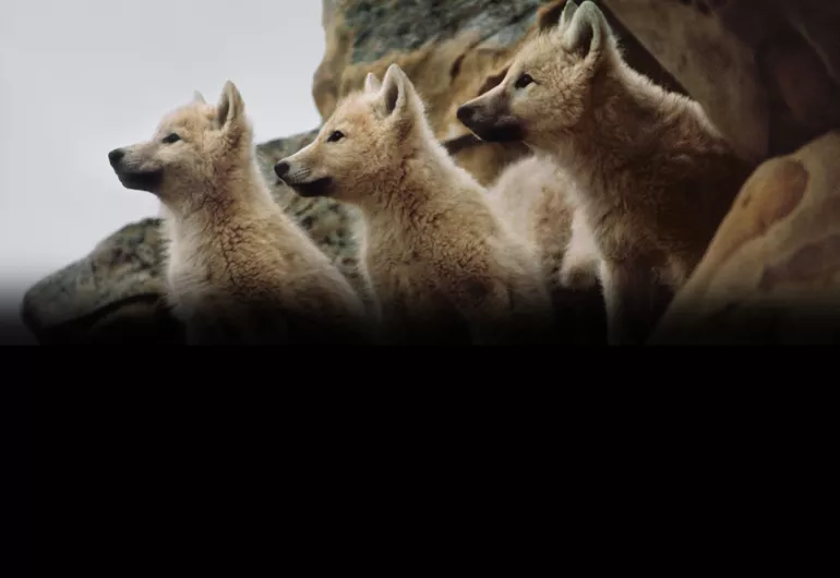 Medicine of the Wolf